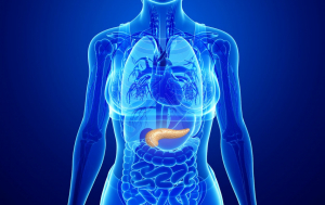 Female Pancreas Anatomy
