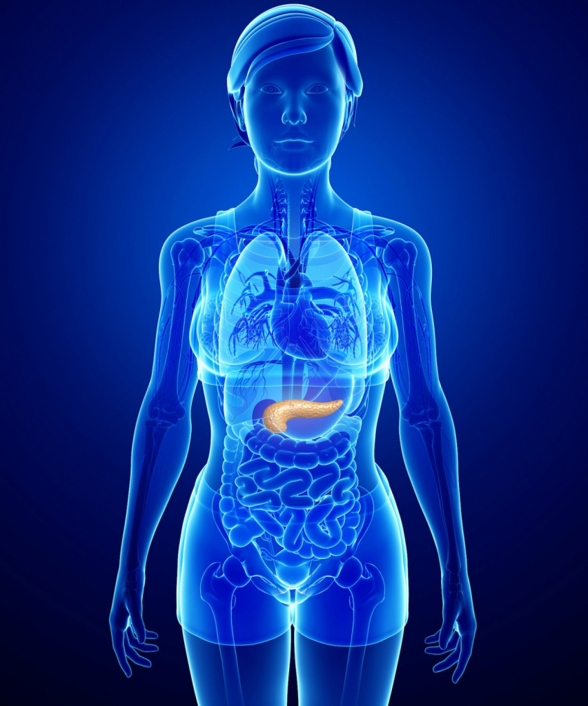 Female Pancreas Anatomy