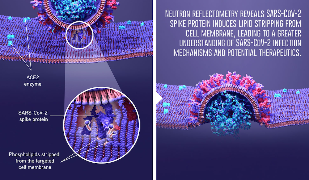 Institut Laue Langevin publishes new findings on SARS-CoV-2 infection mechanisms