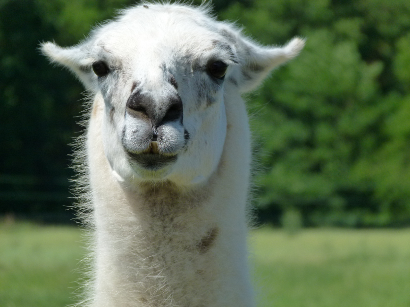 Could llamas revolutionise human healthcare? Insights from a nanobody lab