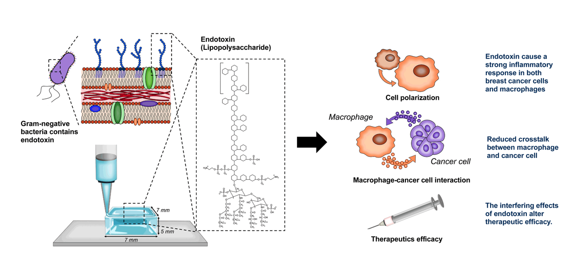New Study Shows Low Endotoxin Biomaterials Improve Reliability of 3D In Vitro Models; Pave the Way for Reduced Animal Testing.