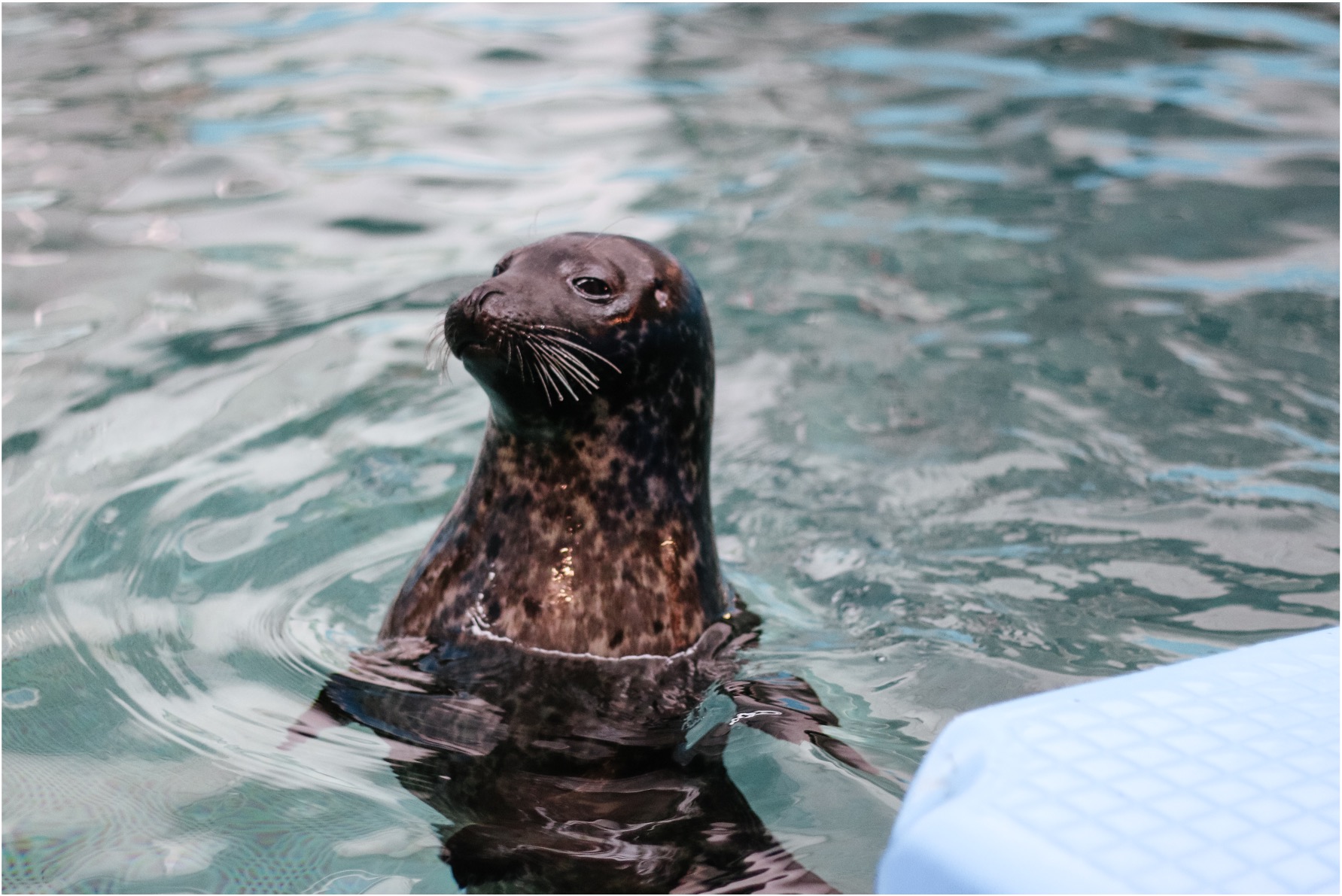 A new internet for the sea will grow economies while protecting oceans