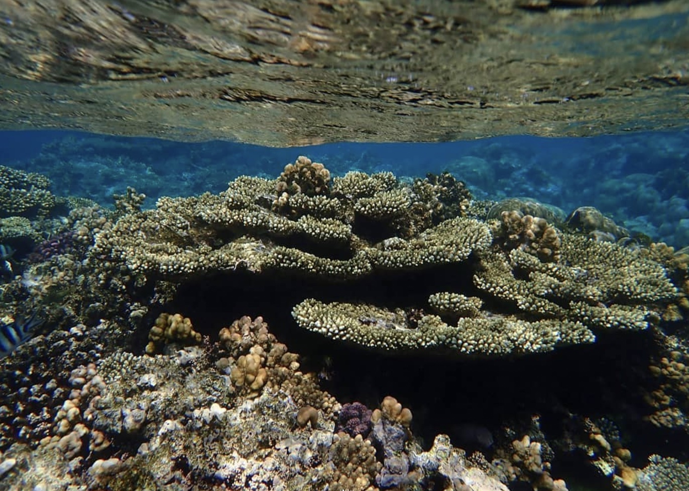KAUST study reveals how corals control their algae population